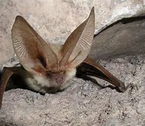 Image result for Canary Long-Eared Bat