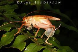 Image result for Cricket Mini Beast