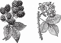 Image result for BlackBerry Flower