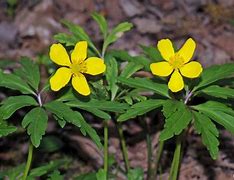 Image result for Anemone ranunculoides Sioux