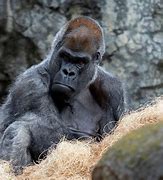 Image result for Oldest Gorilla