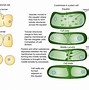 Image result for Cytokinesis Plant Cell