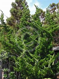 Image result for Juniperus Chinensis Kaizuca