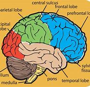 Image result for Human Brain Labeled