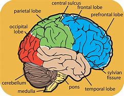 Image result for Inside Brain Diagram