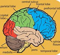 Image result for Detailed Brain Drawing