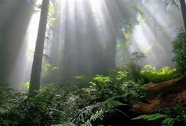 Image result for Mystic Forest