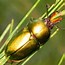 Image result for World's Biggest Beetle