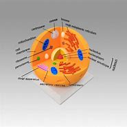 Image result for Animal Cell Diagram Labeled