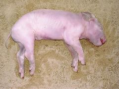 Image result for Animal Decomposition
