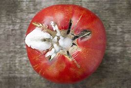 Image result for Smashed Moldy Tomatoes
