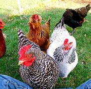 Image result for Chickens Pehlwani