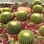 Image result for Cactus La