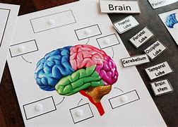 Image result for Human Brain Puzzle