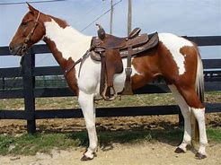 Image result for Tobiano Paint Horse