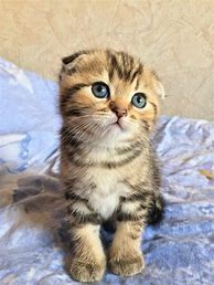 Image result for Cute Scottish Fold Cat