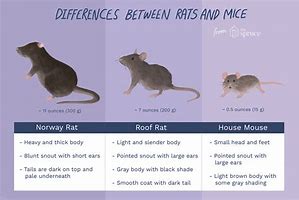 Image result for Difference Between Mice and Mouse