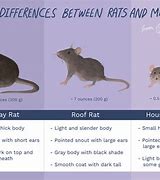 Image result for Aging Of Mice vs Rats