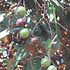 Image result for Chrysophyllum Cainito Tree