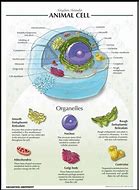 Image result for Cell Organelle Project