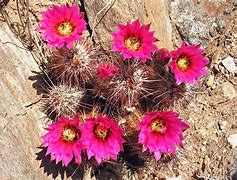 Image result for Grand Canyon Cactus