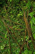 Image result for Dark Green Tree Climbing Vines