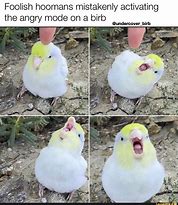 Image result for Annoying Bird Meme