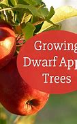 Image result for Dwarf Apple Seedling