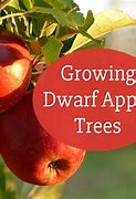 Image result for dwarf apple trees