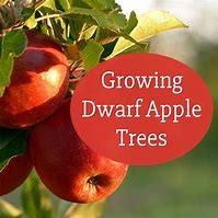 Image result for Semi-Dwarf Melrose Apple Tree