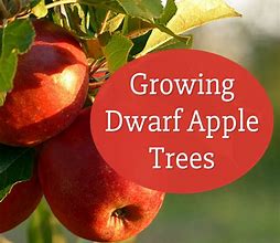 Image result for Dwarf Apple Seedling