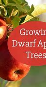 Image result for Semi-Dwarf Apple Tree Size