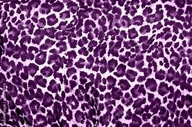 Image result for Cheetah Print VSCO