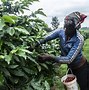 Image result for Kenya Muthaite Coffee