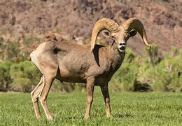 Image result for Types of Rams Animal