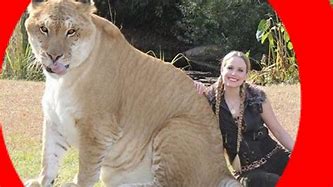 Image result for Biggest Cat Ever