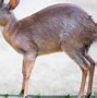 Image result for Smallest Animal in the World