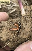 Image result for "eastern-field-wireworm"