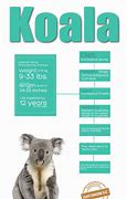 Image result for Koala Bear Facts for Kids