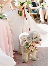 Image result for Girl Dog Wedding