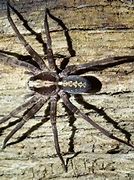 Image result for Wolf Spider