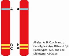 Image result for What Are Alleles