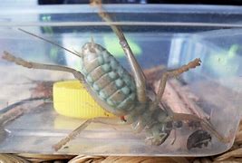 Image result for King Cricket Insect