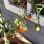Solanum lycopersicum Teardrop Plum に対する画像結果