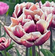 Image result for Tulipa Wyndham