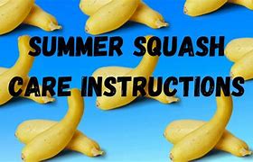 Image result for Squash Plant