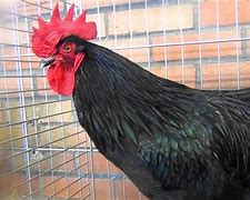 Image result for Poule Estaire