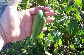 Image result for Vine with Green Seed Pods