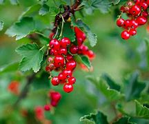 Image result for Edible Wild Berries and Plants