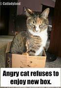 Image result for Grumpy Cat Heaven Meme